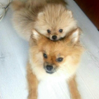 Pomeranyalı, Köpek  Bella BAMBİNA fotoğrafı