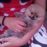 Pomeranyalı, Köpek  Bella BAMBİNA fotoğrafı