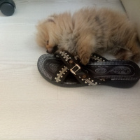 Pomeranyalı, Köpek  Bella BAMBİNA fotoğrafı