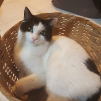Tuxedo (Smokin) Kedi, Kedi  Bonus fotoğrafı