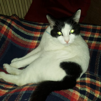 Tuxedo (Smokin) Kedi, Kedi  Bonus fotoğrafı