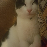 Tuxedo (Smokin) Kedi, Kedi  Bonus fotoğrafı