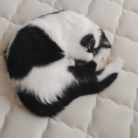 Tuxedo (Smokin) Kedi, Kedi  Shorty fotoğrafı