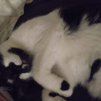 Tuxedo (Smokin) Kedi, Kedi  Shorty fotoğrafı