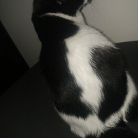 Tuxedo (Smokin) Kedi, Kedi  Shorty fotoğrafı