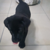 Labrador Retriever, Köpek  Şiraz fotoğrafı