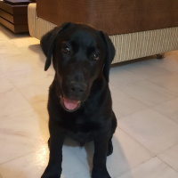 Labrador Retriever, Köpek  Şiraz fotoğrafı