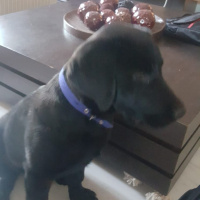 Labrador Retriever, Köpek  Şiraz fotoğrafı