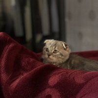 Scottish Fold, Kedi  Mars fotoğrafı