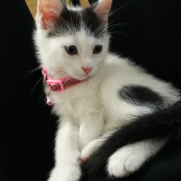 Sarman, Kedi  Misa fotoğrafı