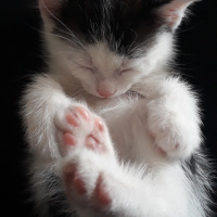 Sarman, Kedi  Misa fotoğrafı