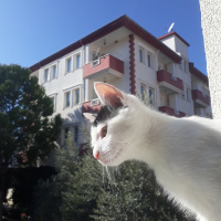 Sarman, Kedi  Misa fotoğrafı