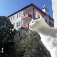 Sarman, Kedi  Misa fotoğrafı
