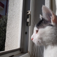 Sarman, Kedi  Misa fotoğrafı