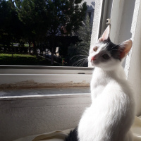 Sarman, Kedi  Misa fotoğrafı