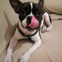 Fransız Bulldog, Köpek  Karlo fotoğrafı