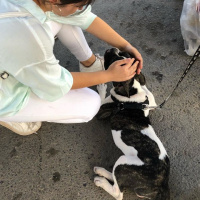 Fransız Bulldog, Köpek  Karlo fotoğrafı