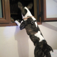 Fransız Bulldog, Köpek  Karlo fotoğrafı