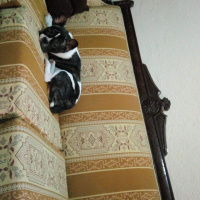 Fransız Bulldog, Köpek  Karlo fotoğrafı