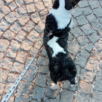 Fransız Bulldog, Köpek  Karlo fotoğrafı