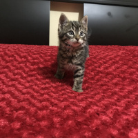 Tekir Kedi, Kedi  Mila fotoğrafı