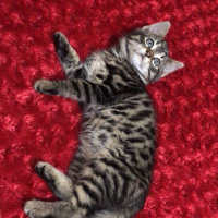 Tekir Kedi, Kedi  Mila fotoğrafı