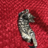 Tekir Kedi, Kedi  Mila fotoğrafı
