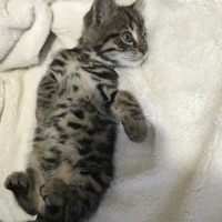 Tekir Kedi, Kedi  Mila fotoğrafı