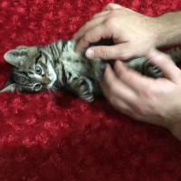 Tekir Kedi, Kedi  Mila fotoğrafı