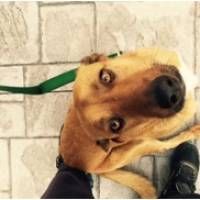 Sokö (Sokak Köpeği), Köpek  sinbad fotoğrafı