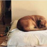 Sokö (Sokak Köpeği), Köpek  sinbad fotoğrafı
