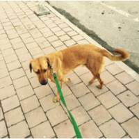 Sokö (Sokak Köpeği), Köpek  sinbad fotoğrafı