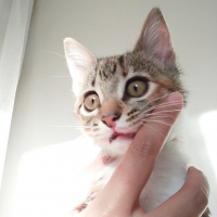 Tekir Kedi, Kedi  Uskudarli kedicik fotoğrafı