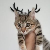 Tekir Kedi, Kedi  Uskudarli kedicik fotoğrafı