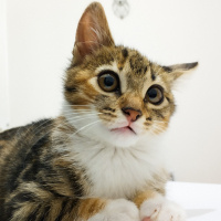 Tekir Kedi, Kedi  Uskudarli kedicik fotoğrafı