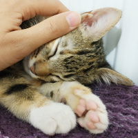 Tekir Kedi, Kedi  Uskudarli kedicik fotoğrafı