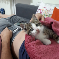 Tekir Kedi, Kedi  Toprak fotoğrafı