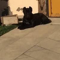 Cane Corso Italiano, Köpek  Margo fotoğrafı