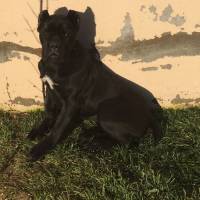 Cane Corso Italiano, Köpek  Margo fotoğrafı