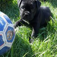 Cane Corso Italiano, Köpek  Margo fotoğrafı