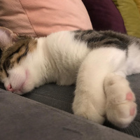 Tekir Kedi, Kedi  Sıpa fotoğrafı