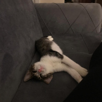 Tekir Kedi, Kedi  Sıpa fotoğrafı