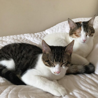 Tekir Kedi, Kedi  Sıpa fotoğrafı