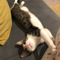 Tekir Kedi, Kedi  Sıpa fotoğrafı