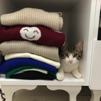 Tekir Kedi, Kedi  Sıpa fotoğrafı