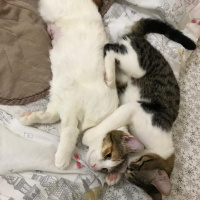 Tekir Kedi, Kedi  Sıpa fotoğrafı