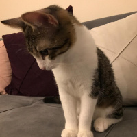 Tekir Kedi, Kedi  Sıpa fotoğrafı