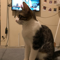 Tekir Kedi, Kedi  Sıpa fotoğrafı