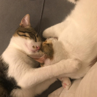 Tekir Kedi, Kedi  Sıpa fotoğrafı