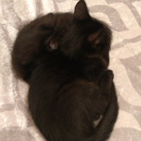 İran Kedisi (Persian), Kedi  jesux fotoğrafı